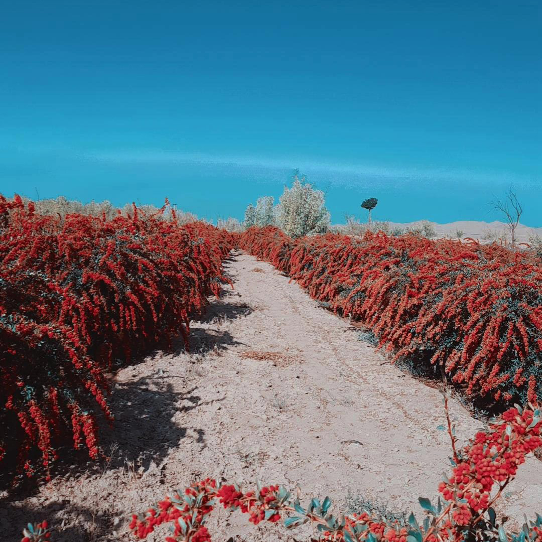 زرشک پفکی اعلا